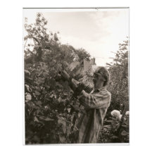 dahlias photo print