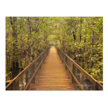 Daintree National Park (UNESCO World Heritage Postcards