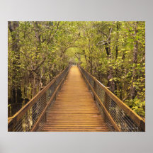 Daintree National Park (UNESCO World Heritage Poster