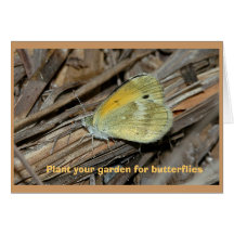 Dainty Sulphur butterfly, blank greeting card