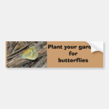 Dainty Sulphur butterfly bumper sticker