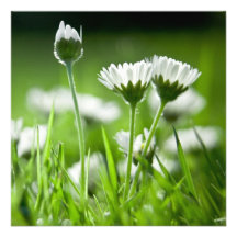 Daisies Custom Invites