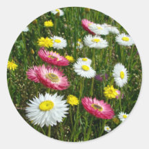 Daisies Patch Round Stickers