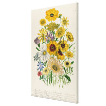 Daisies, plate 31 from 'The Ladies' Stretched Canvas Print