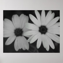 Daisies Posters