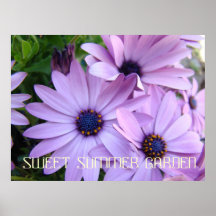 DAISIES Purple Flowers 1 Art Prints Posters Art