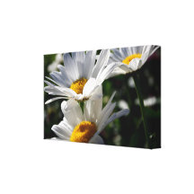 Daisies Wrapped Canvas Stretched Canvas Prints