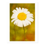 daisy and the lonely summer post card