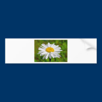 daisy bumper stickers