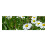 Daisy Business Card
