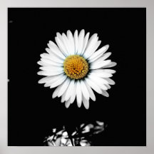 Daisy Canvas Print