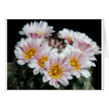 Daisy Collection Cards