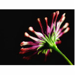 Daisy Daisies Stems Cut Out