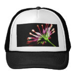 Daisy Daisies Stems Hat