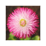 Daisy Flower - Canvas Canvas Prints