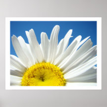 Daisy Flower Fine Art Print Blue Sky Floral