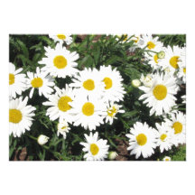 Daisy Flower Invitation
