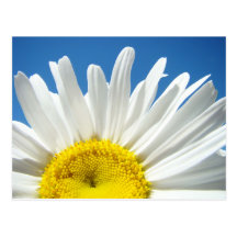 Daisy Flower postcards custom Add Your Test