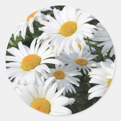 Daisy Flowers Growing White Round Stickers