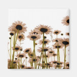 Daisy Fridge Magnet