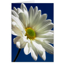 Daisy Greeting Card