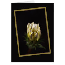 Daisy In Love cards
