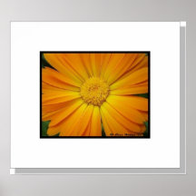 Daisy Macro Poster