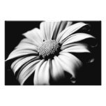 Daisy Photo Art