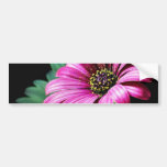 Daisy Pollen Bumper Stickers