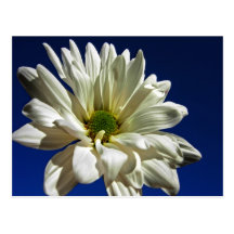 Daisy Postcard