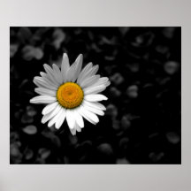 daisy posters