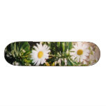 DAISY SKATEBOARDS