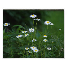 Daisy Smiles 10 x 8 Photographic Print