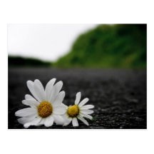 Daisy story post cards