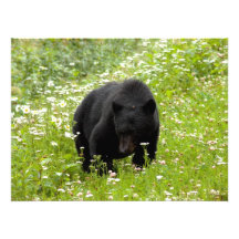 Daisy The Black Bear; No Text Photograph