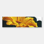 Daisy With Raindrops Bumper Sticker