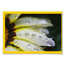 Daisy with Raindrops Photo Print