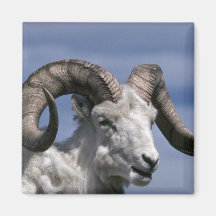 Dall sheep (Large ram) Fridge Magnets