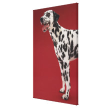 Dalmatian 10 stretched canvas print