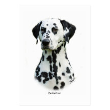 Dalmatian 9T004D-367 Business Card Template