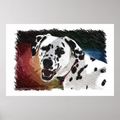 Dalmatian Colour