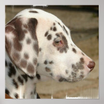 Dalmatian Puppy Poster