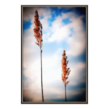 Dam Weeds Photographic Print