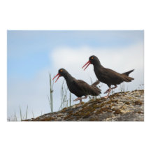 Dancing Oystercatcher Photograph
