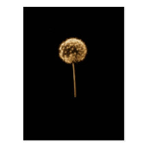 dandelion 1 post cards