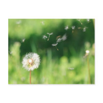 Dandelion in the Wind Post Card