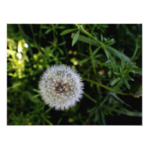 Dandelion Photo