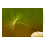 Dandelion Seed Greeting Cards