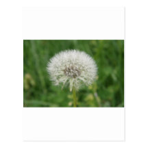dandelion white post card