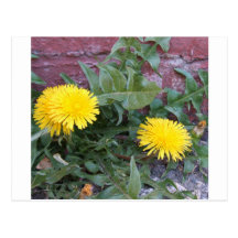 Dandelion Will Make You Wise Postcard